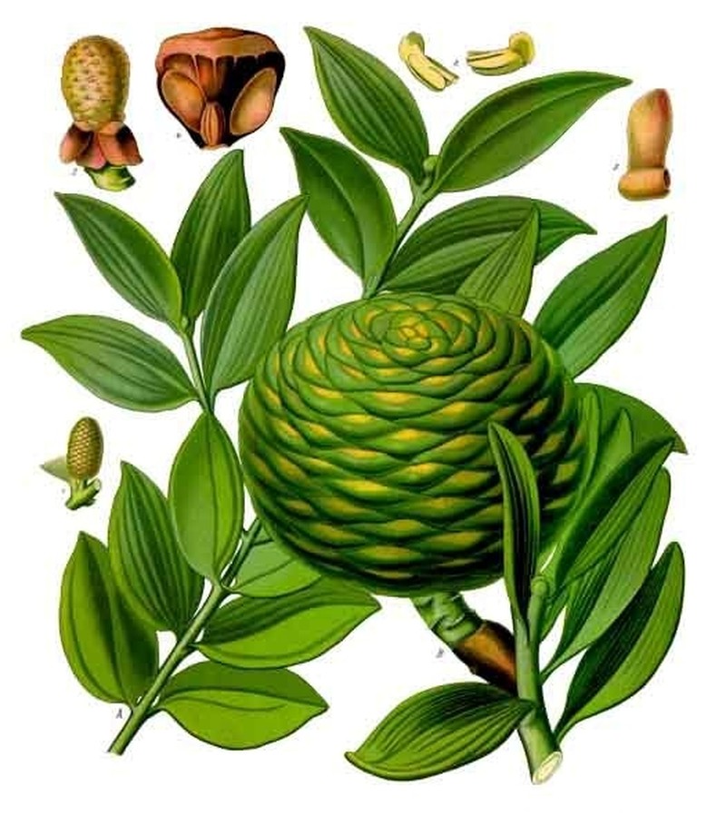 Agathis alba