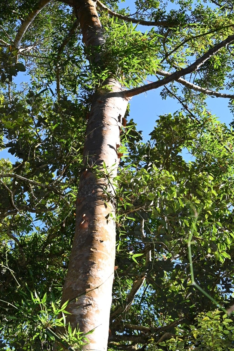 Agathis alba photo 3