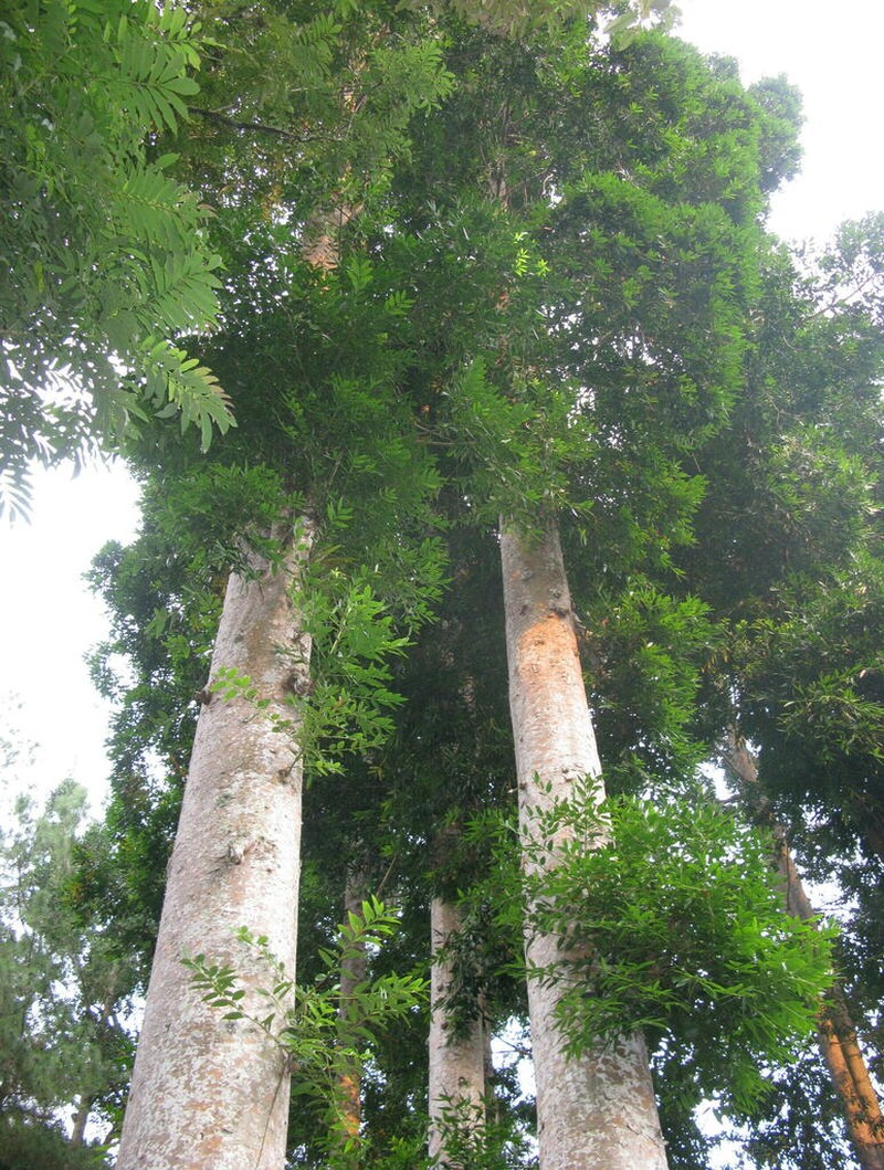 Agathis alba photo 4