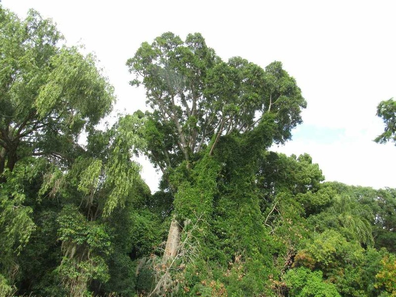 Agathis alba photo 5