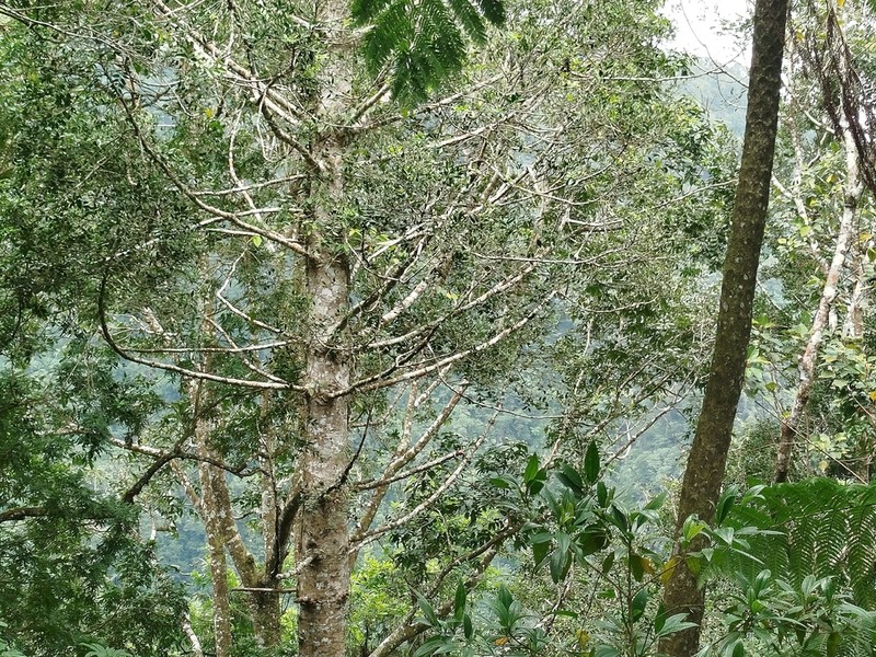 Agathis alba photo 7