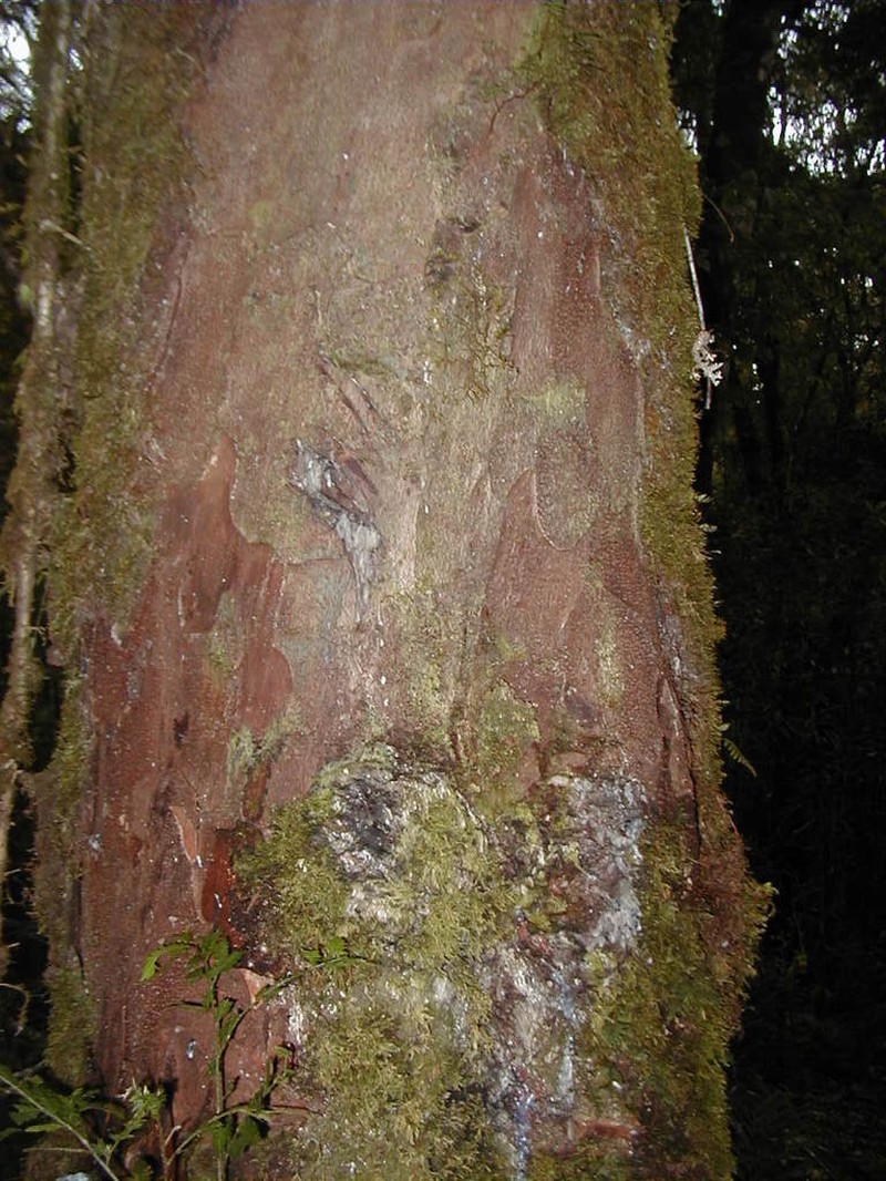Agathis alba photo 8