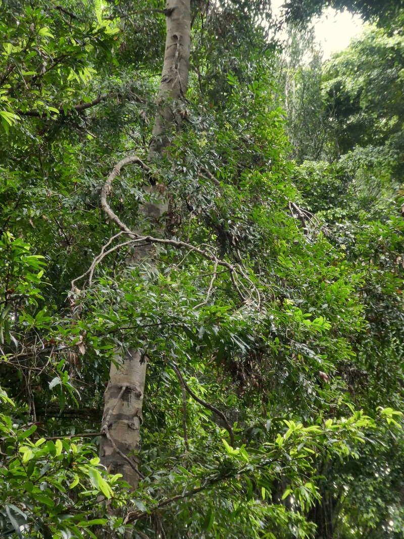Agathis atropurpurea