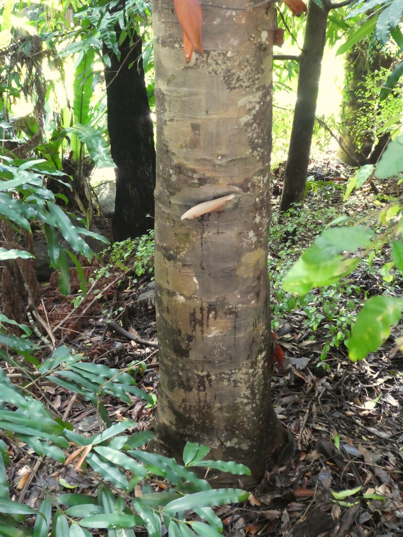 Agathis atropurpurea photo 2