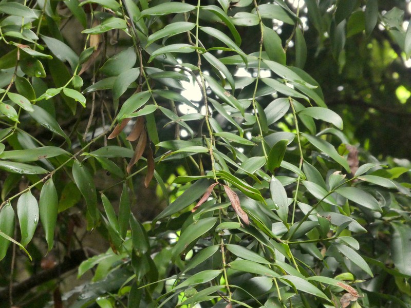 Agathis atropurpurea photo 3