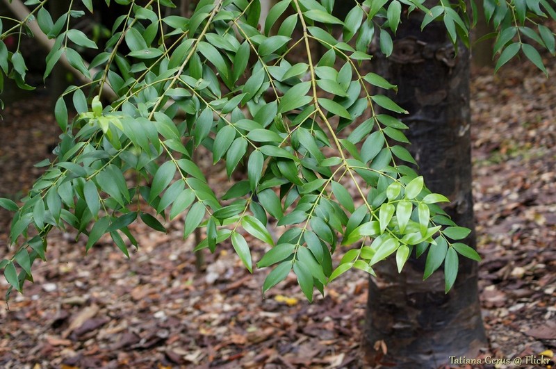 Agathis atropurpurea photo 4