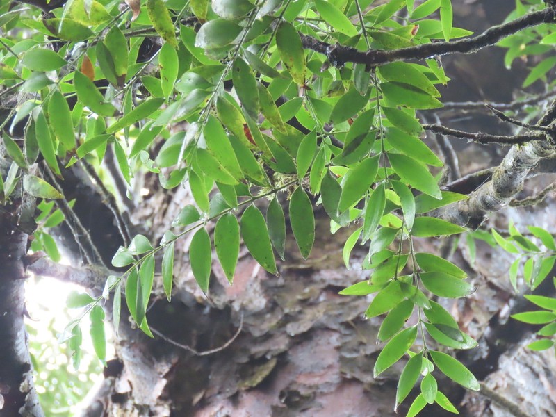Agathis atropurpurea photo 5