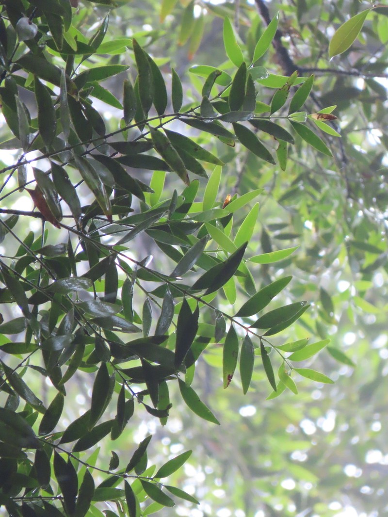 Agathis atropurpurea photo 7