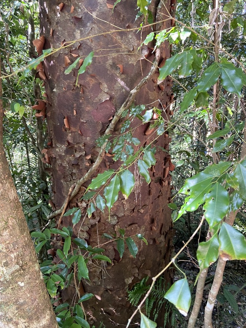 Agathis atropurpurea photo 8