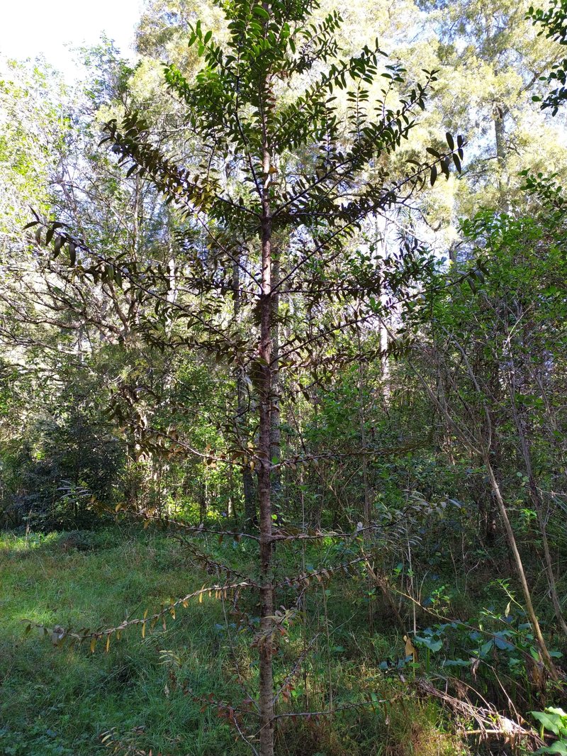 Kauri