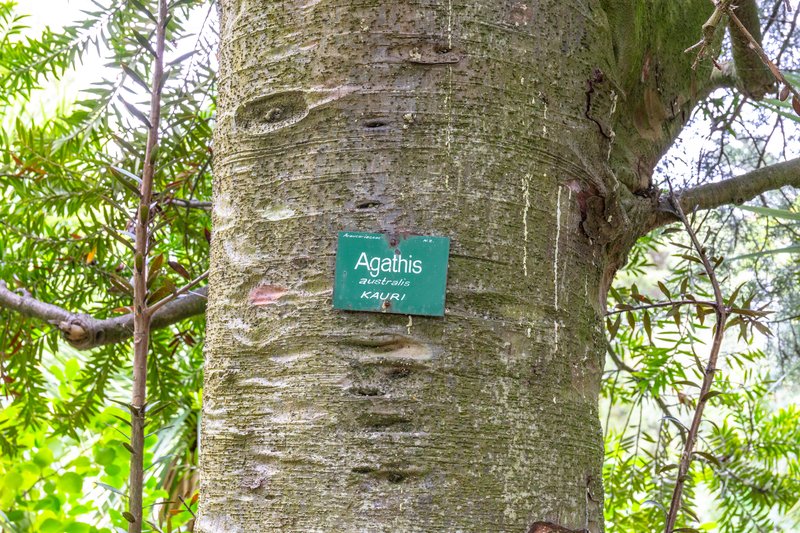 Kauri photo 2