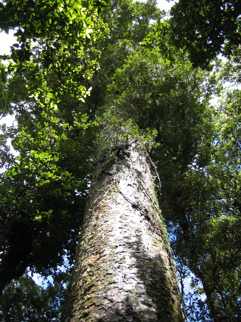 Kauri photo 3