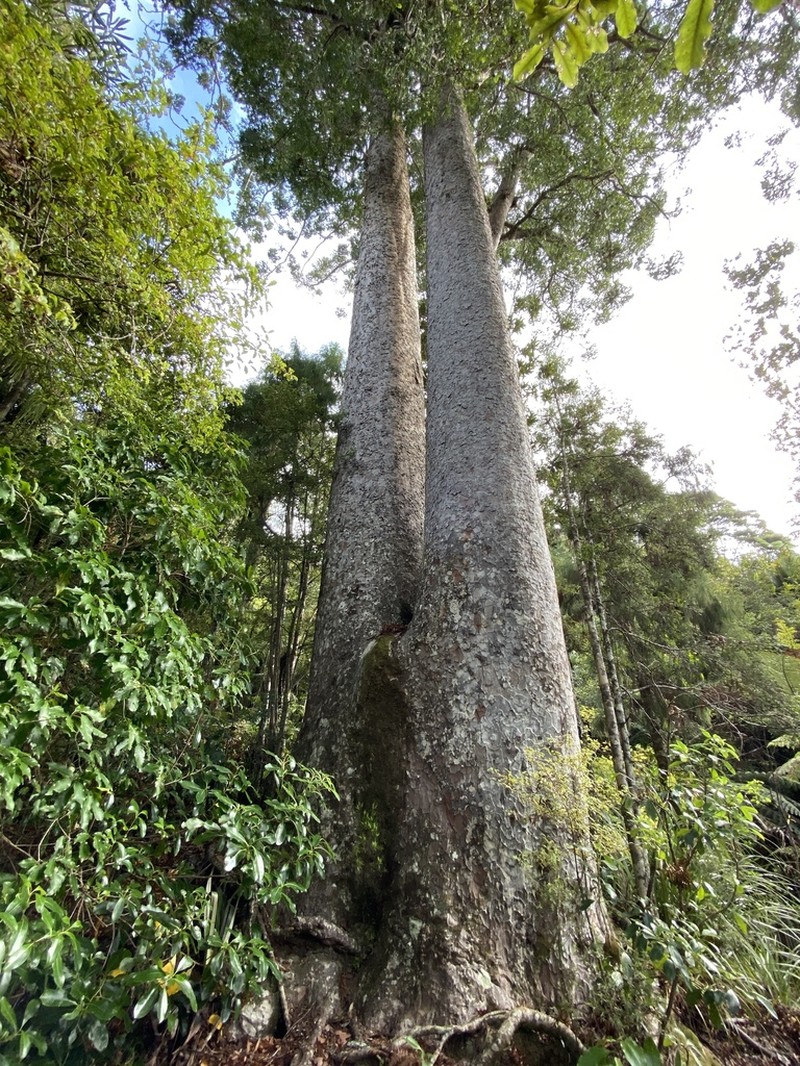 Kauri photo 4