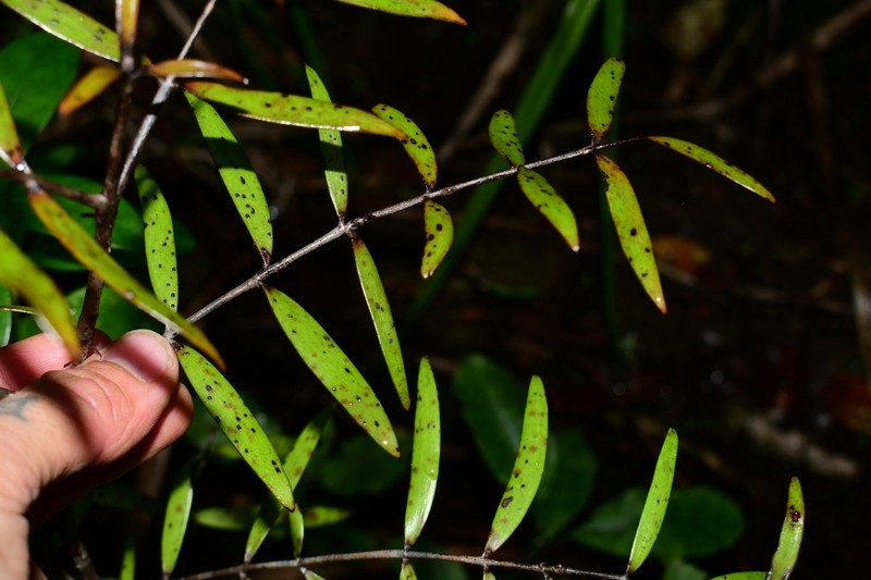 Kauri photo 5