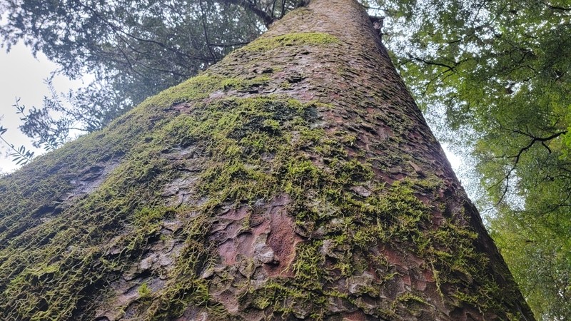 Kauri photo 6