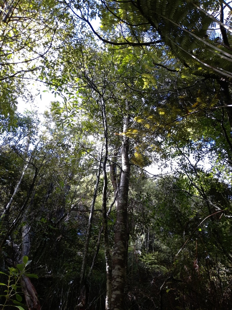 Kauri photo 7