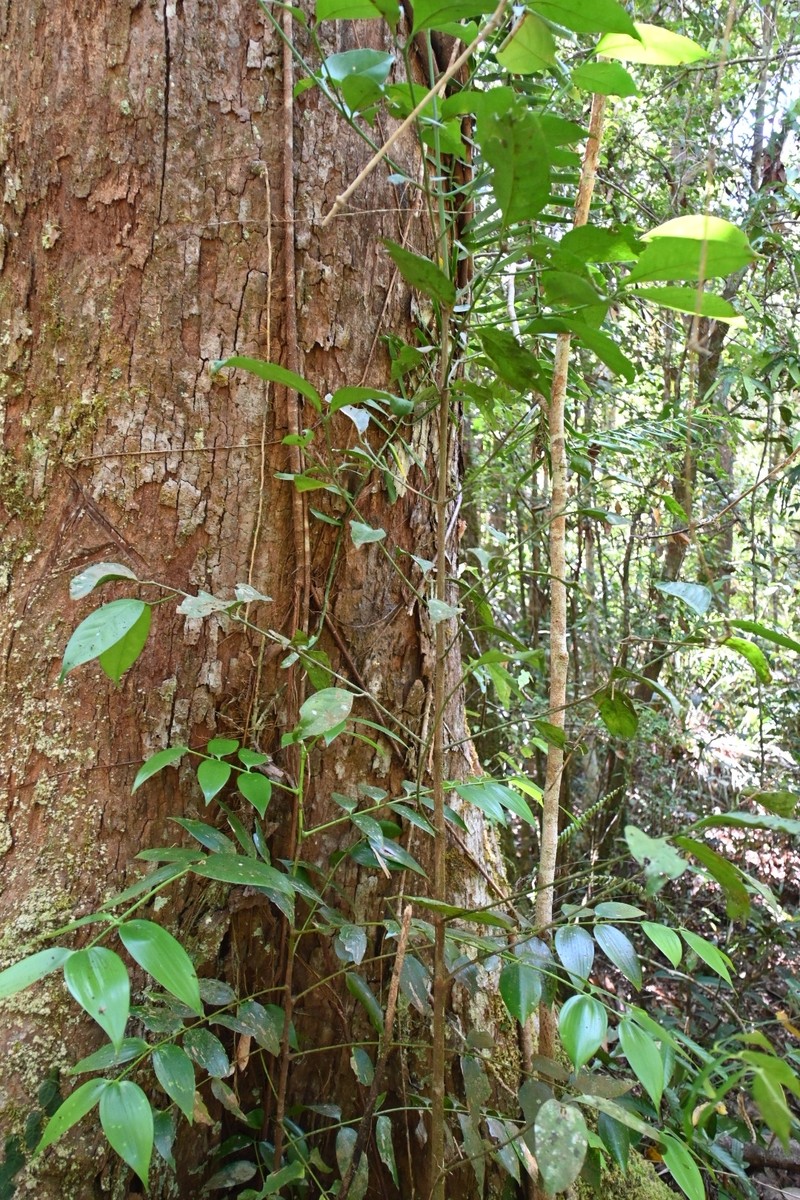 Dammar Pine photo 3