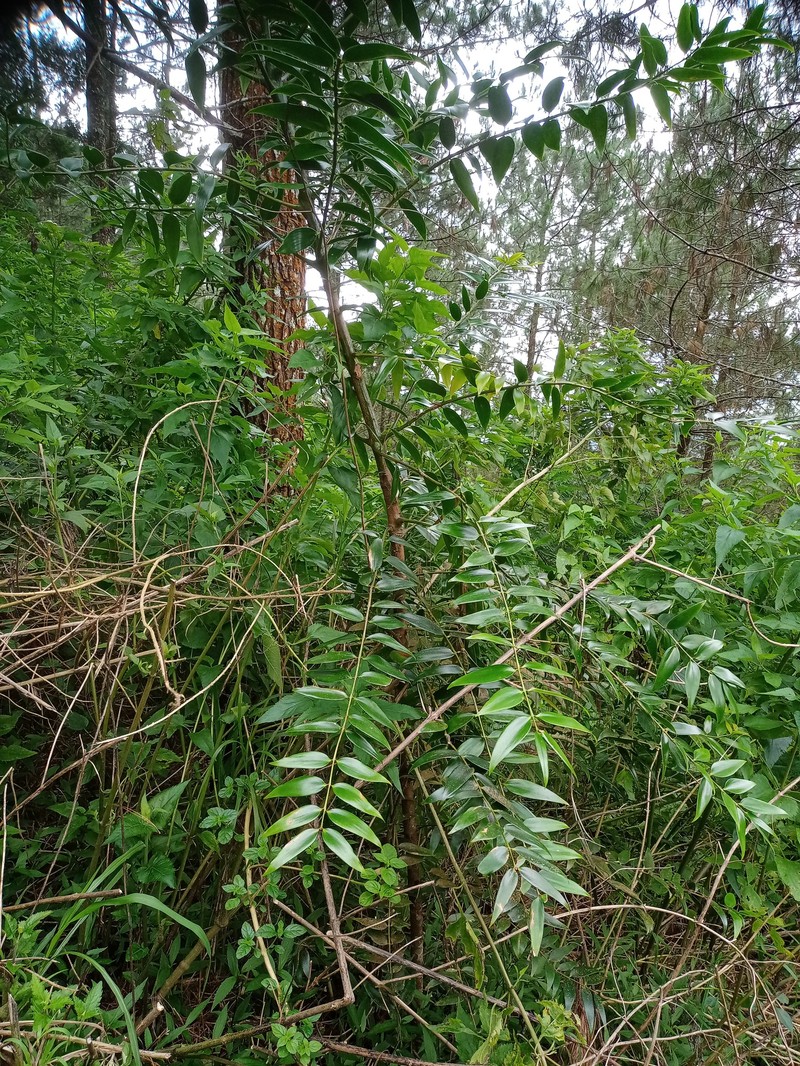 Dammar Pine photo 4