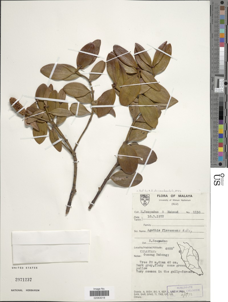 Agathis flavescens