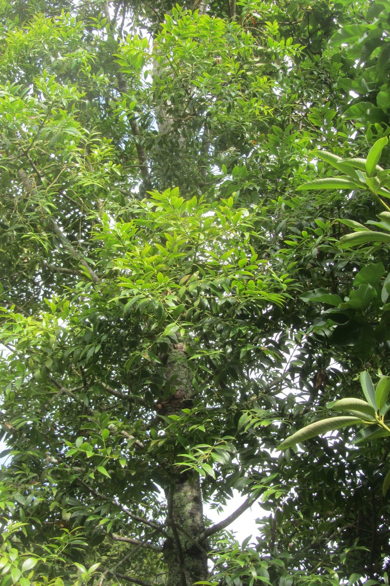 Agathis kinabaluensis