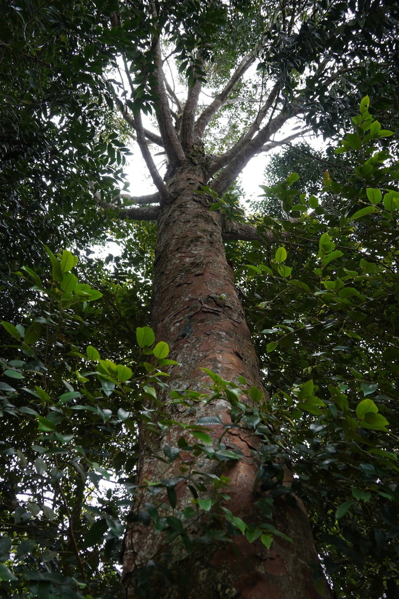 Agathis kinabaluensis photo 2