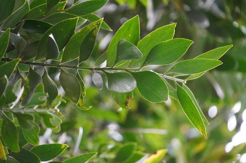 Agathis kinabaluensis photo 3