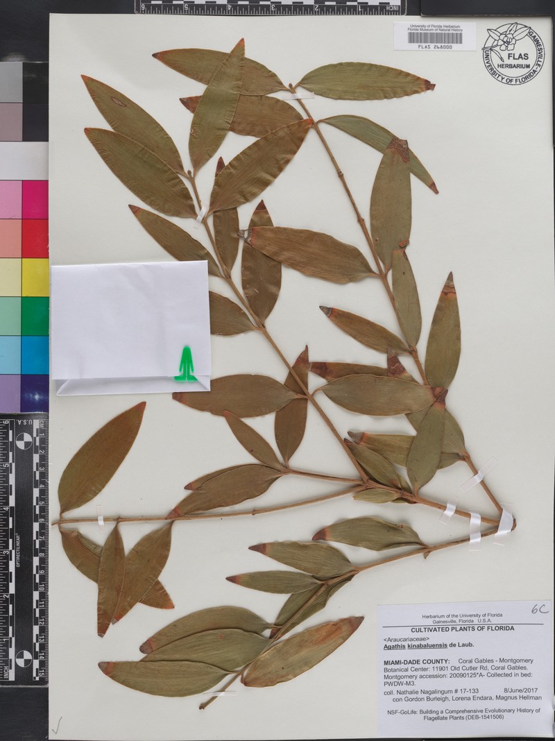 Agathis kinabaluensis photo 4