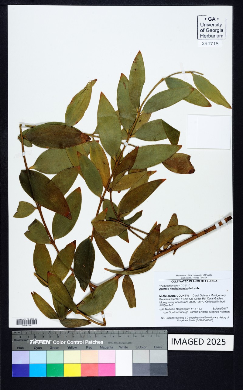 Agathis kinabaluensis photo 5