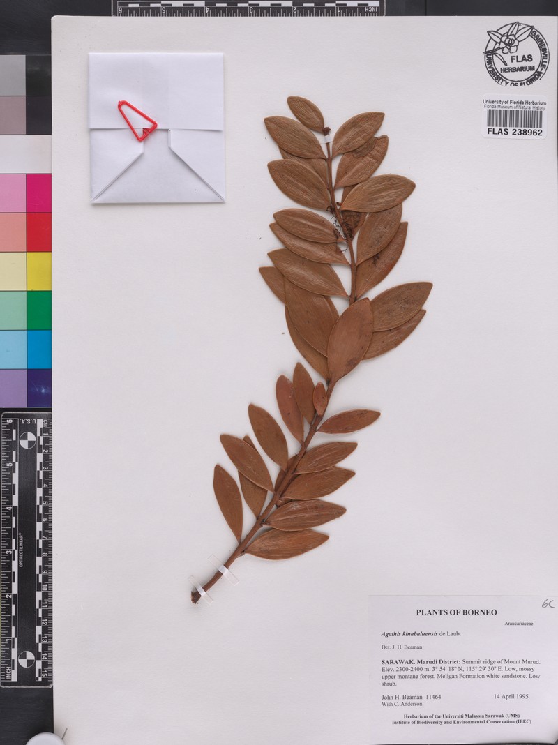 Agathis kinabaluensis photo 6