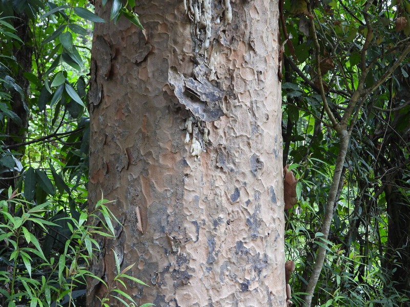 Agathis labillardierei photo 5