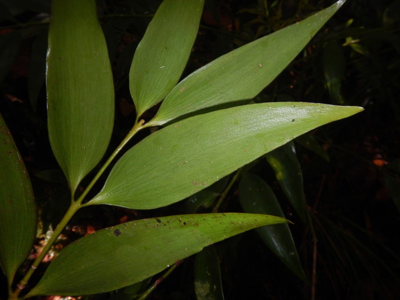 Agathis labillardierei photo 8