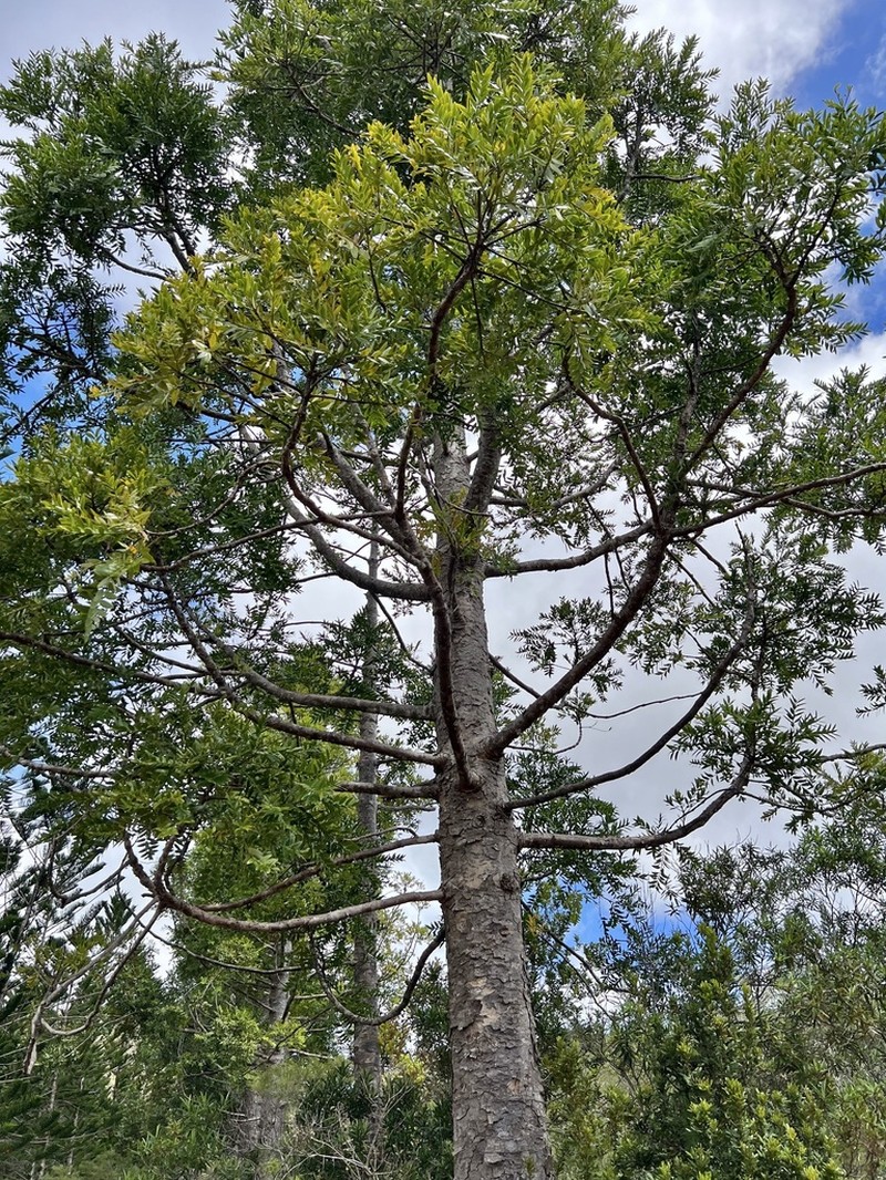 Agathis lanceolata photo 3
