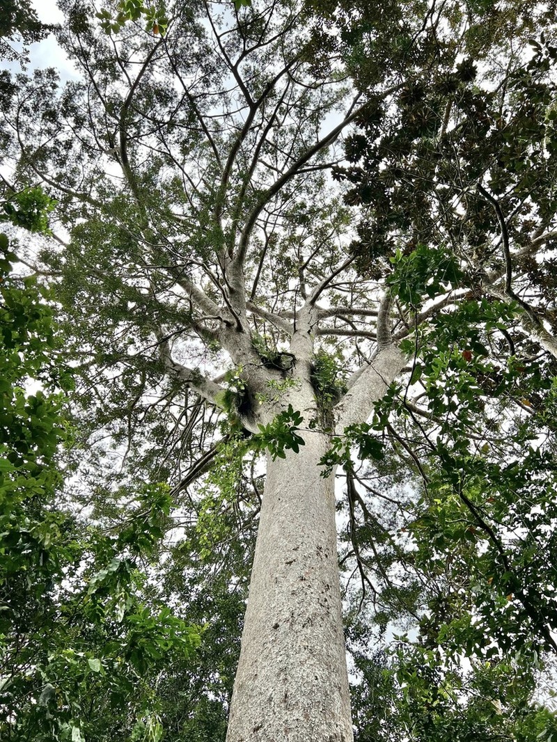 Agathis lanceolata photo 4