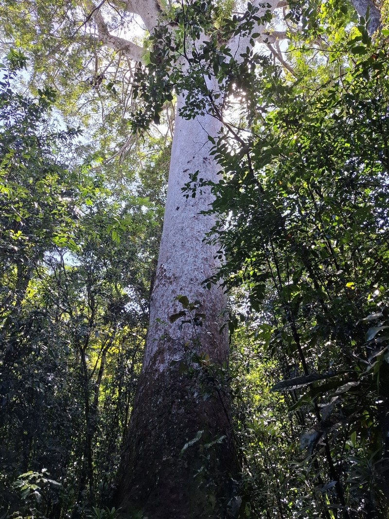 Agathis lanceolata photo 5