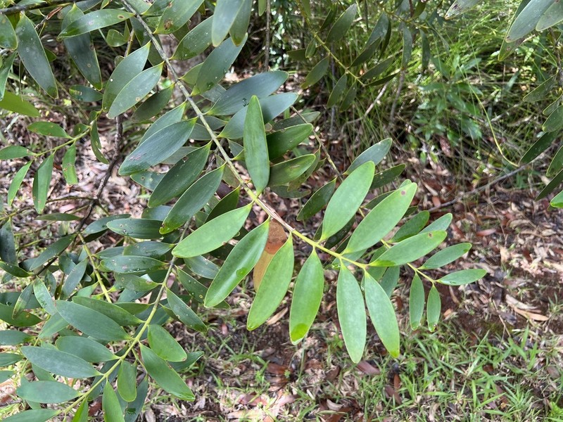 Agathis lanceolata photo 6