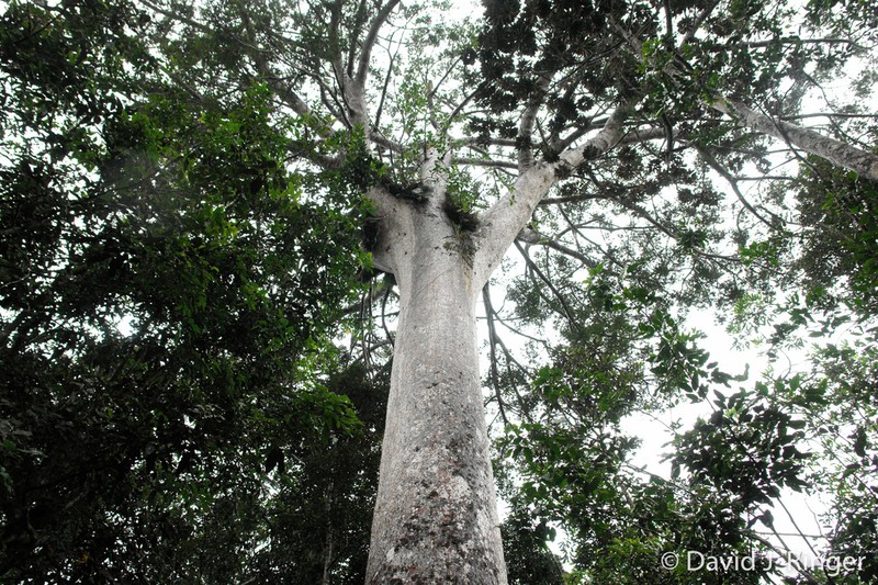 Agathis lanceolata photo 7