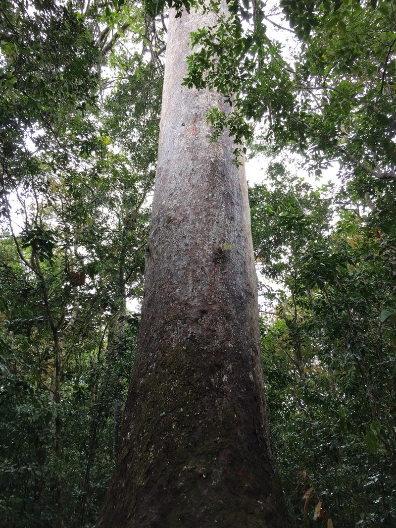Agathis lanceolata photo 8