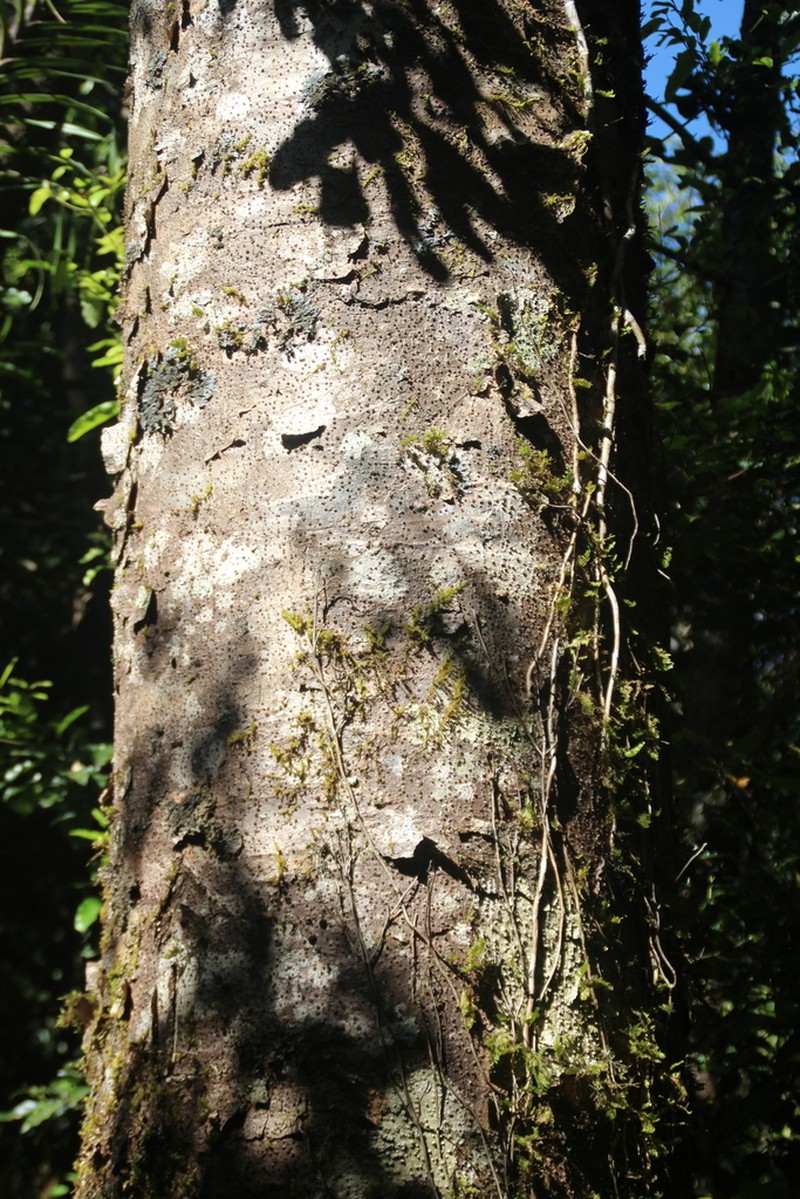 Agathis macrophylla photo 4