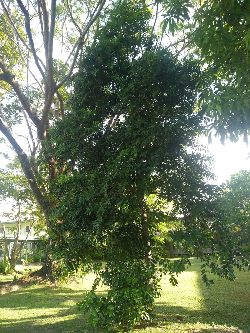 Agathis macrophylla photo 8