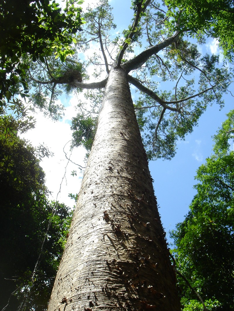 Agathis microstachya