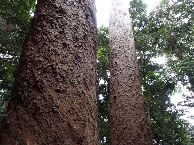 Agathis microstachya photo 2