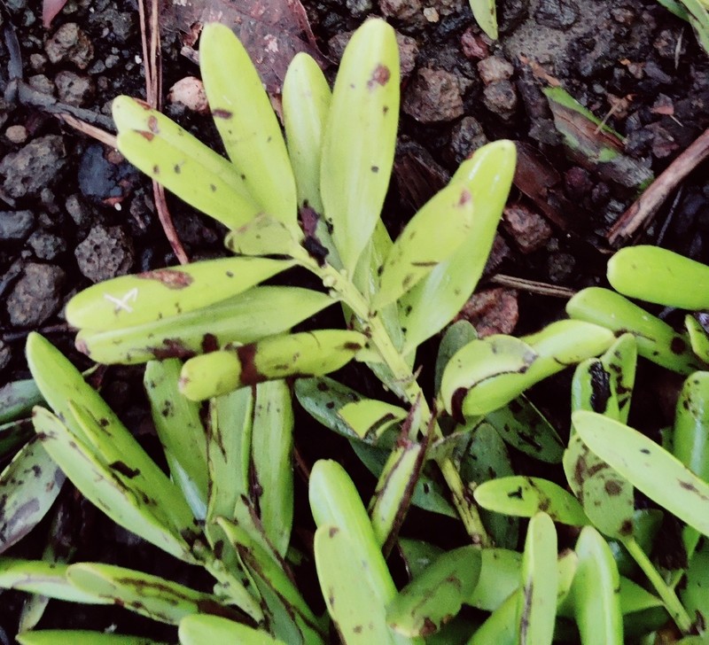 Agathis microstachya photo 5
