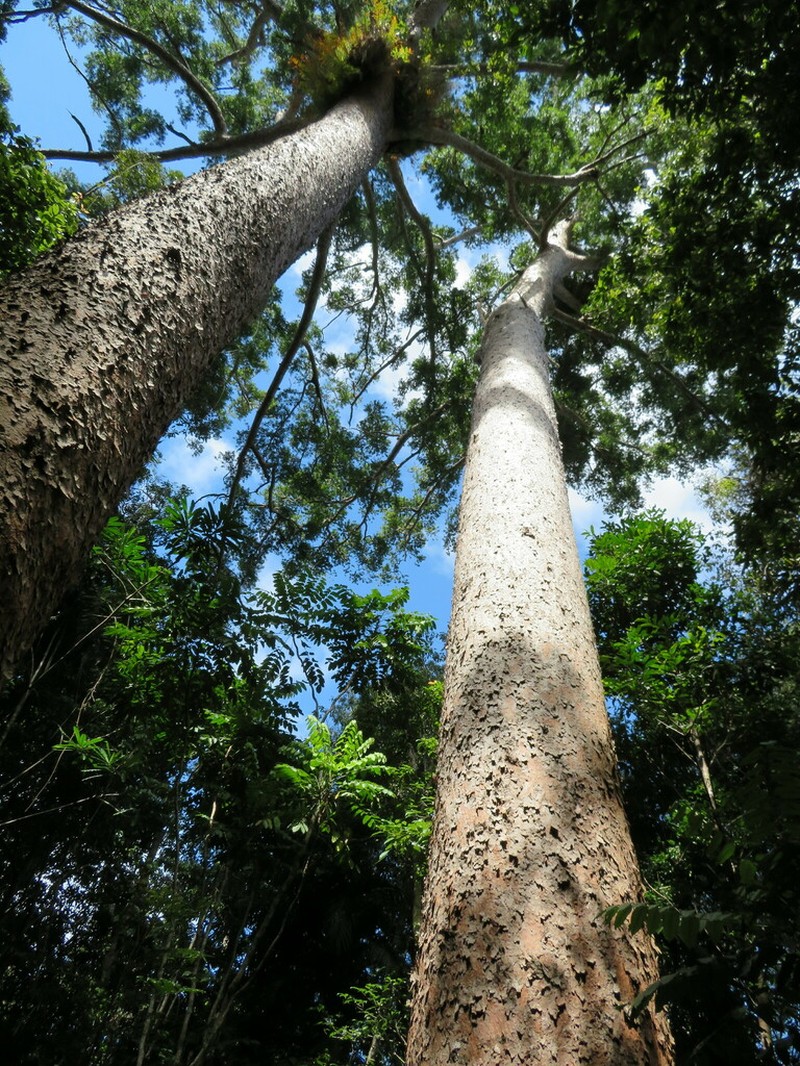 Agathis microstachya photo 6