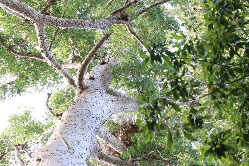 Agathis microstachya photo 8