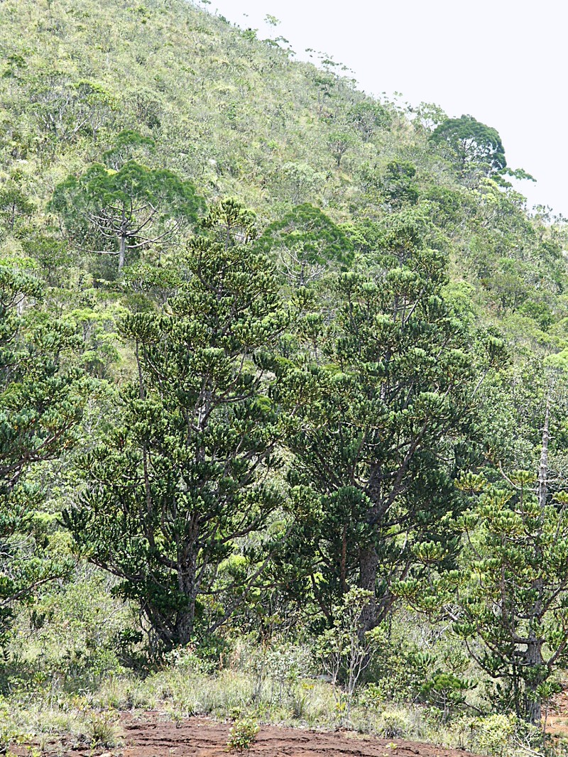 Agathis ovata