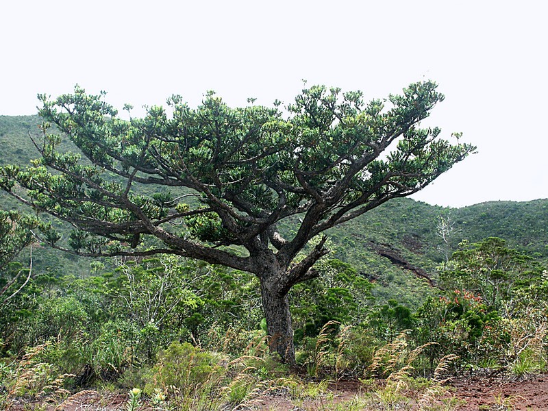 Agathis ovata photo 2