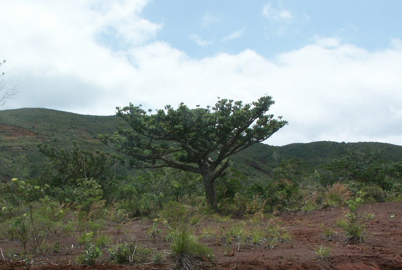 Agathis ovata photo 3