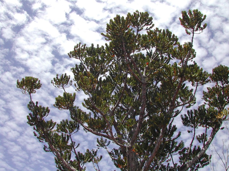 Agathis ovata photo 4
