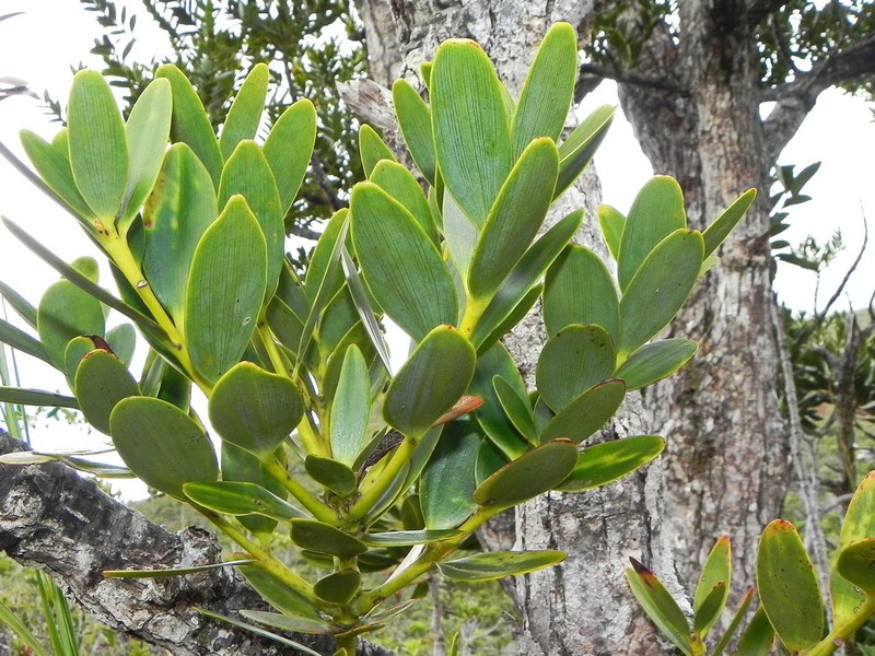 Agathis ovata photo 5
