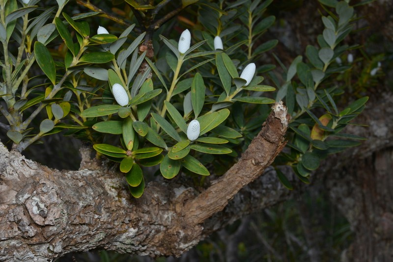 Agathis ovata photo 6